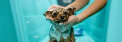 12 things I wish I knew before I became a Dog Groomer